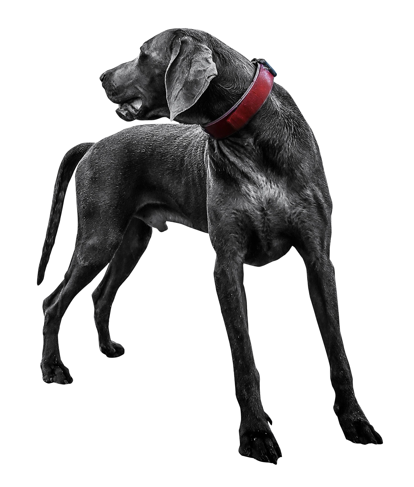 dog2